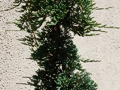 Juniperus horizontalis Wiltonii IMG_0162 Jałowiec płożący